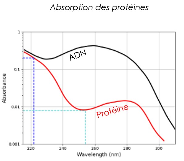 Sécurité FAR-UVC-Absorption protéines