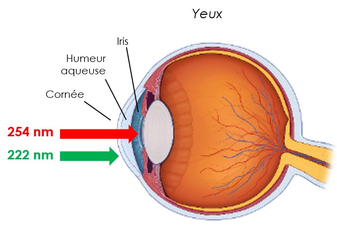 Sécurité FAR-UVC-Yeux